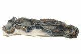 Mammoth Molar Slice with Case - South Carolina #230953-1